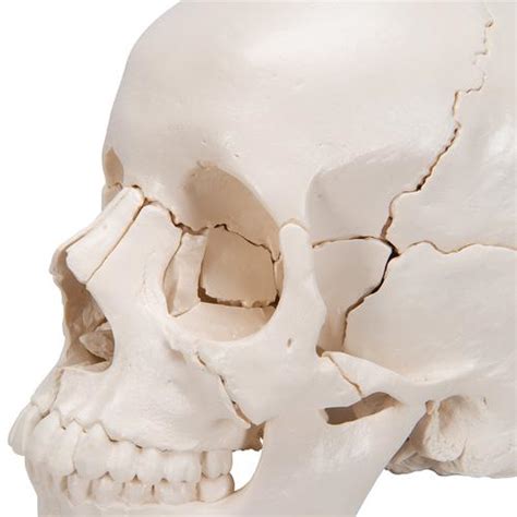 Cranio Scomponibile B Scientific Versione Anatomica In Parti