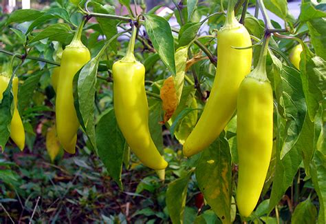 Hot Banana Pepper Farm Fresh Selects