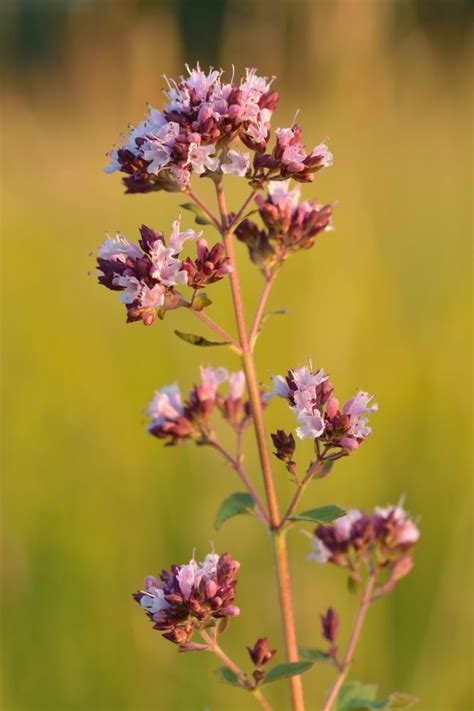 Wilde Marjolein Origanum Vulgare L Herbarium