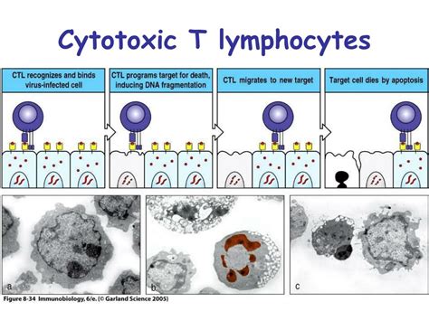 Ppt T Cell Mediated Immunity Chapter 8 Powerpoint Presentation Free