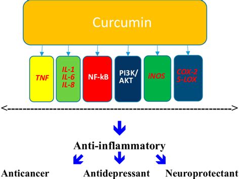 Potential Molecular Mechanisms Affected By Curcumin The Inhibition Of