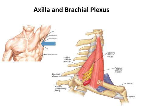 SOLUTION ATAUNI Anatomy Axilla And Brachial Plexus Studypool