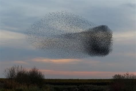 10 Tips for Photographing Starling Murmurations (Must-See!)