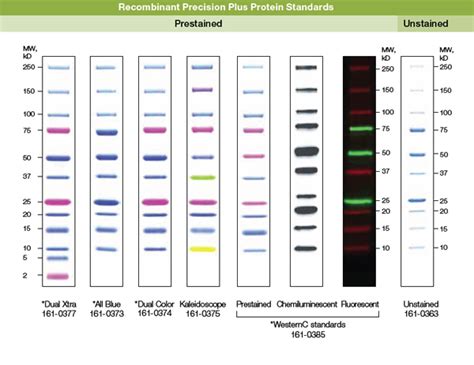 Kaleidoscope Protein Marker