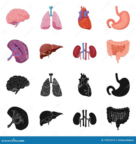 Isolated Object Of Body And Human Logo Collection Of Body And Medical