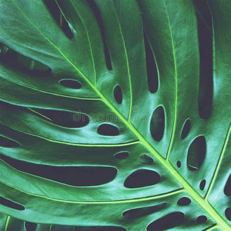 Texture Verte Fra Che Simple De Feuille De Monstera Concept Naturel De