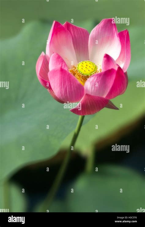 Momo Botan Lotus Hi Res Stock Photography And Images Alamy