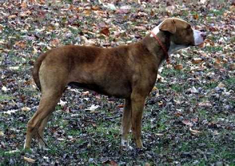 Mountain Cur Terrier