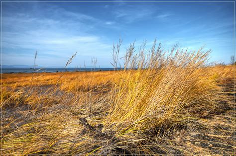 Free Images Landscape Sea Tree Nature Horizon Marsh Wilderness