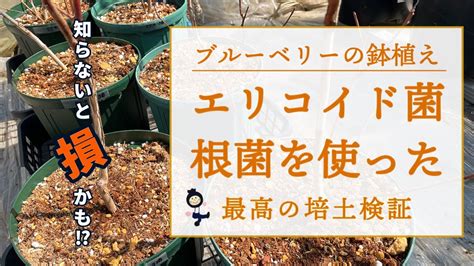 【ブルーベリー鉢植え】エリコイド菌根菌を使って比較検証 Youtube