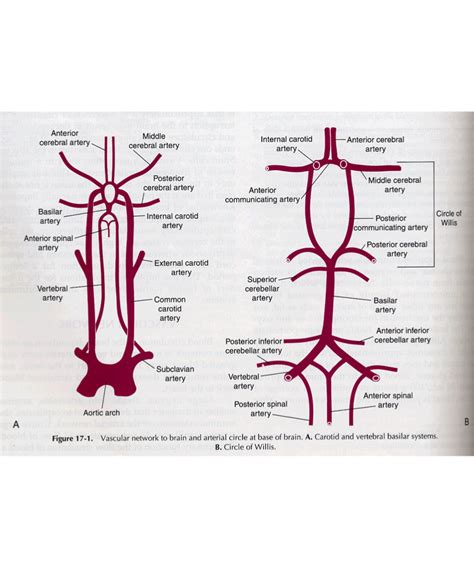 Posterior Spinal Artery Circle Of Willis