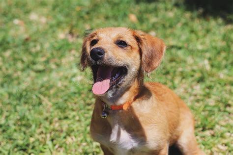 Perro Con Boca Abierta Mirando Y Lengua Afuera Con Pasto Foto De