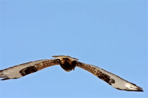 Common Birds Of Prey In Michigan With Pictures