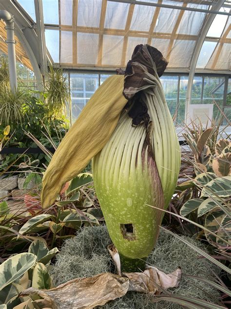 Amorphophallus Titanum