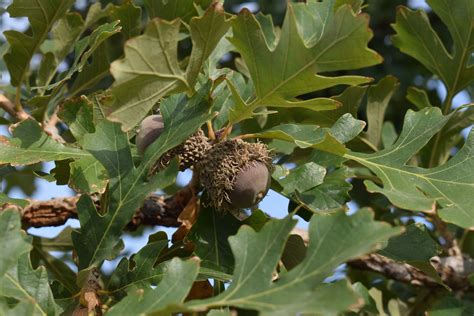 Quercus Macrocarpa Acorn