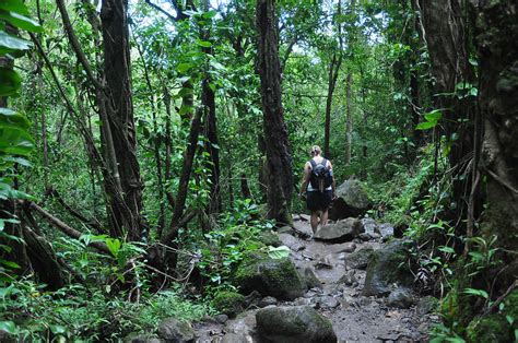 Manoa Falls Trail On Oahu, Hawaii: Complete Hiker's Guide