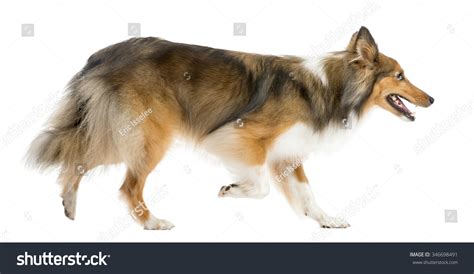 Shetland Sheepdog Running Front White Background Stock Photo 346698491 ...
