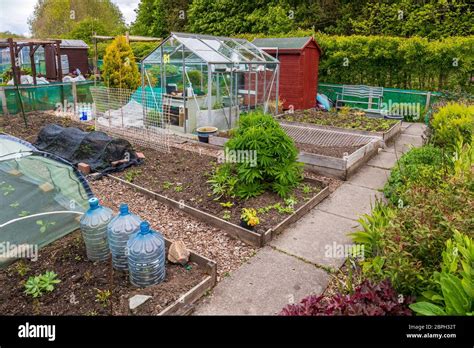 View Of A Small Allotment With Raised Vegetable Beds Eglinton Growers