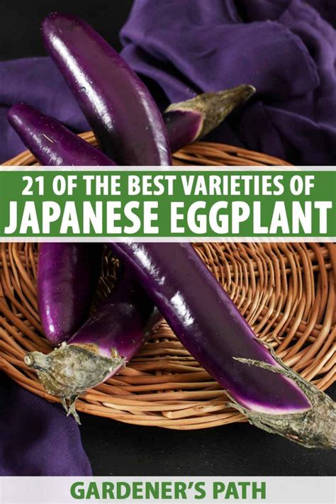 21 Of The Best Japanese Eggplant Varieties Gardeners Path