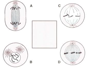 Mitosis Stages Diagram Black And White