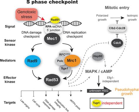 Schematic Representation S Phase Checkpoint Expected For Candida Auris