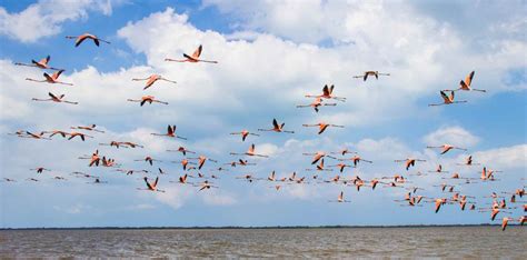 The Flamingo Sanctuary Of La Guajira Bnb Colombia Tours