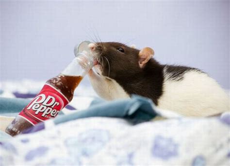 Bug is the Cutest Rat on the Net (32 pics)