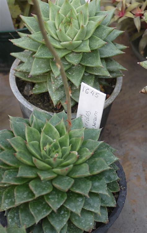 Echeveria Agavoides Lem