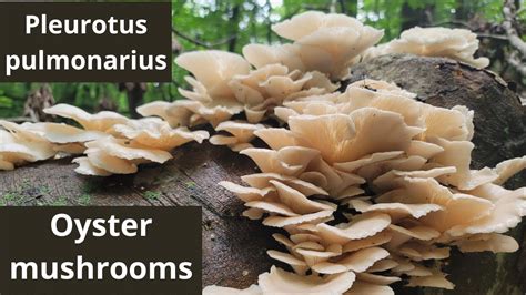 Oyster Mushrooms Pleurotus Pulmonarius A Delicious Edible Mushroom