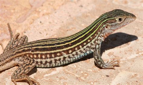 Parthenogenesis Whiptail Lizard