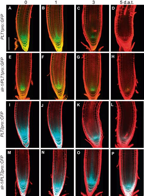 Expression of the PLT1 and PLT2 genes in the primary roots of WT and ...