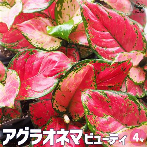 Off Aglaonema