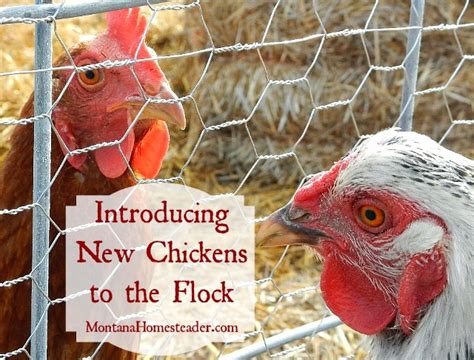 Introducing New Chickens To The Flock