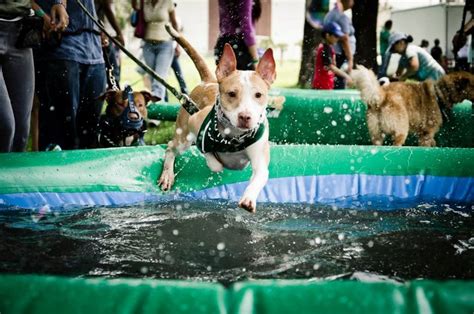 Y así fue el día del perro en México Blog Guau y Miau