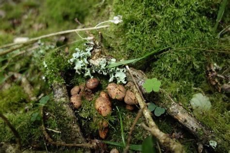 Misidentifying Fungi Mushrooms Thousands Of Em