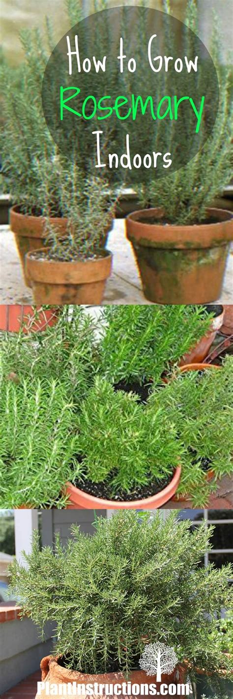 How To Grow Rosemary Indoors Growing Rosemary Indoors In 2024