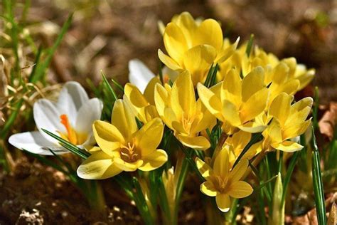 Crocus Photos Types Soins Et Culture