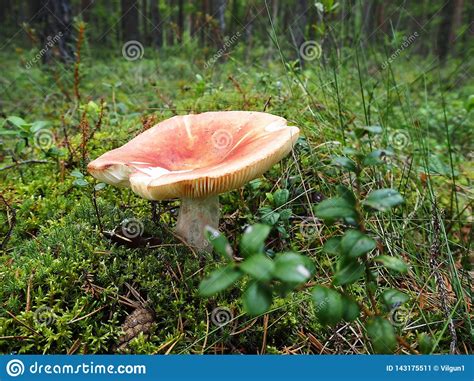 Os Cogumelos Bonitos Voam Agarics Cresceram Na Borda De Uma Floresta Do