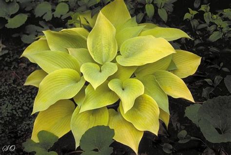 Looking For A Large Yellow One Hosta Plants Hostas Shade Perennials