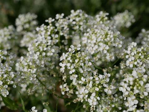Small White Fragrant Flowers Bloom Magnificently On A Sunny Spring Day