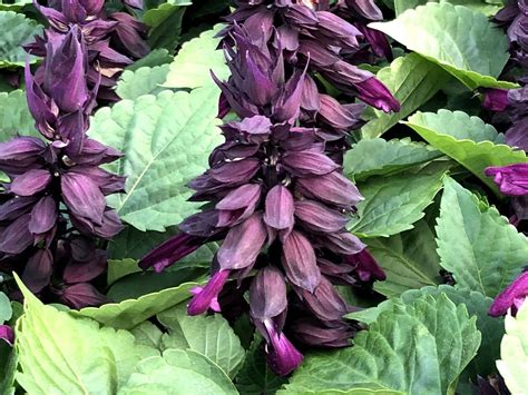 Salvia - Purple - 4 Pack - Pochedly Greenhouses