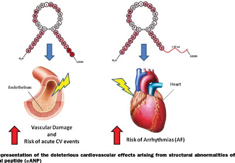 Atrial Natriuretic Peptide Gene Variants And Circulating Levels Implications In Cardiovascular