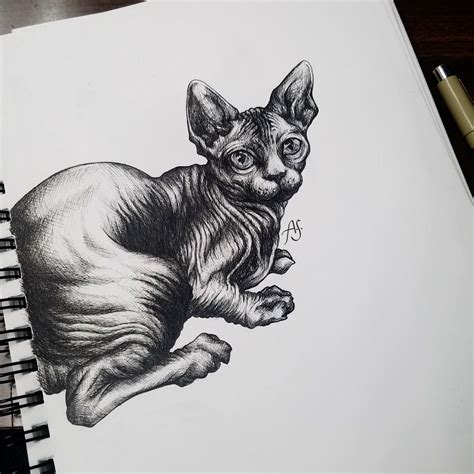 My Sphynx Cat Pen Drawing Rdrawing