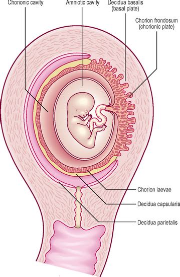 How Do The Placenta And Fetal Membranes Form Basicmedical Key