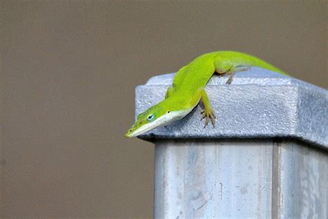 Green Anole Lizard Habitat