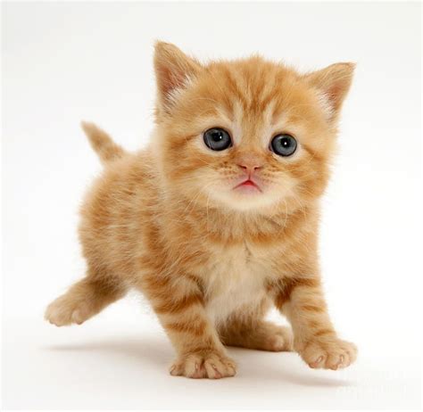 British Shorthair Red Tabby Kitten By Jane Burton British Tabby Kittens For Sale Cute