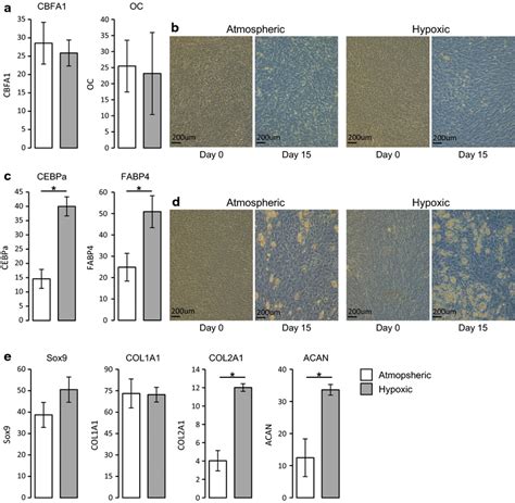 Hypoxic Culturing Increase The Differentiation Potential Of Hbmmscs