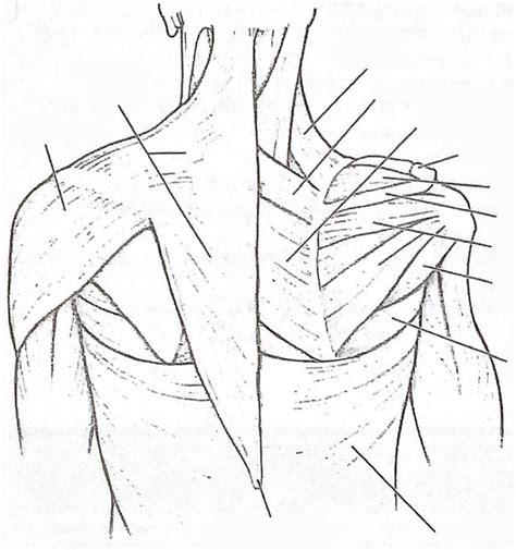 Superficial And Intermediate Back Muscles Rotator Cuff Muscles