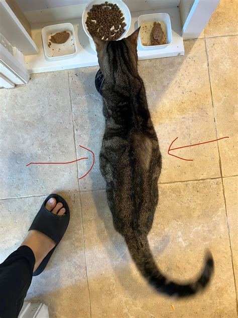 Why Are My Cats Stomach Area Protruding Rcats