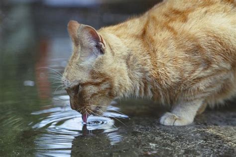 Do Cats Really Have Webbed Feet